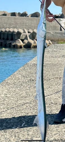 ダツの釣果