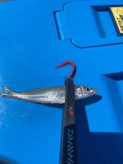 シロギスの釣果