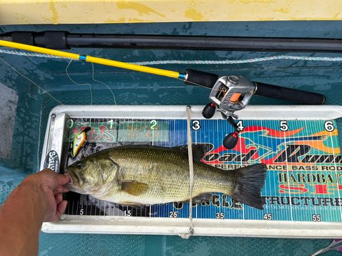 ブラックバスの釣果