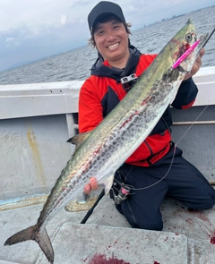 サワラの釣果