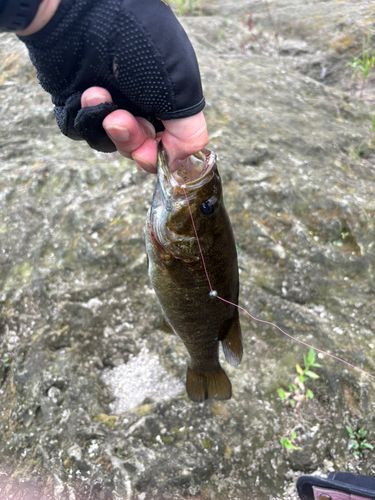 スモールマウスバスの釣果