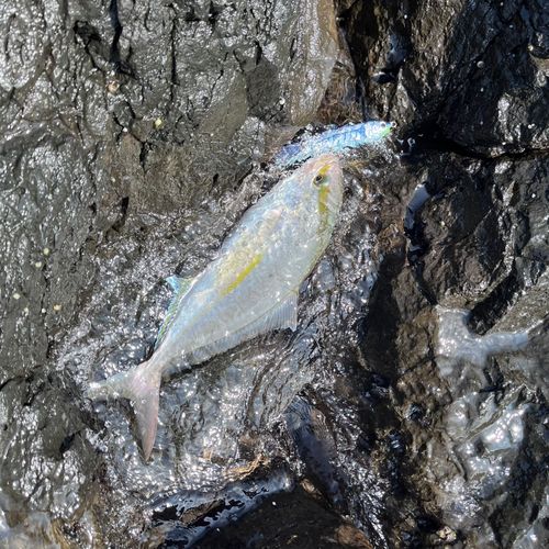 ネリゴの釣果