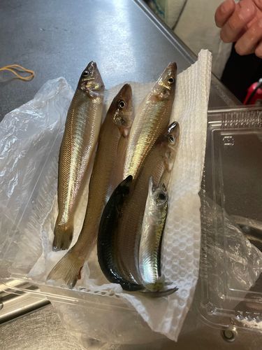 シロギスの釣果