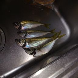 アジ