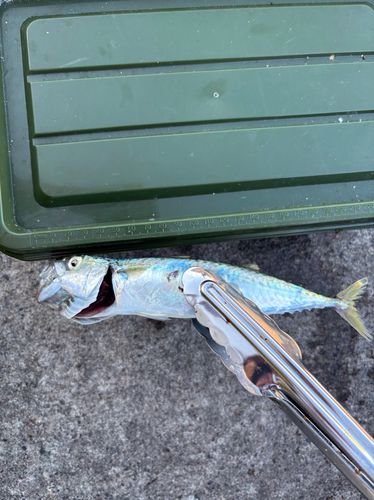 サバの釣果