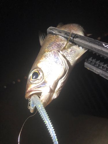 クロムツの釣果