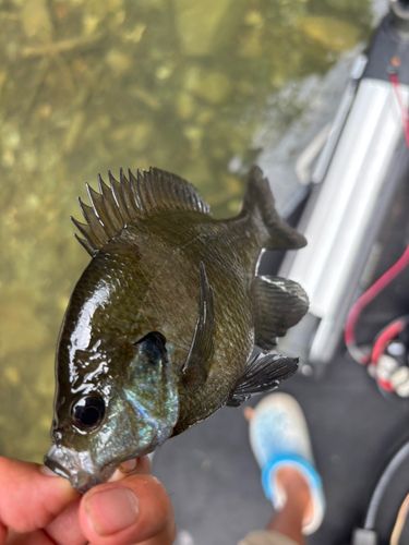 ブルーギルの釣果