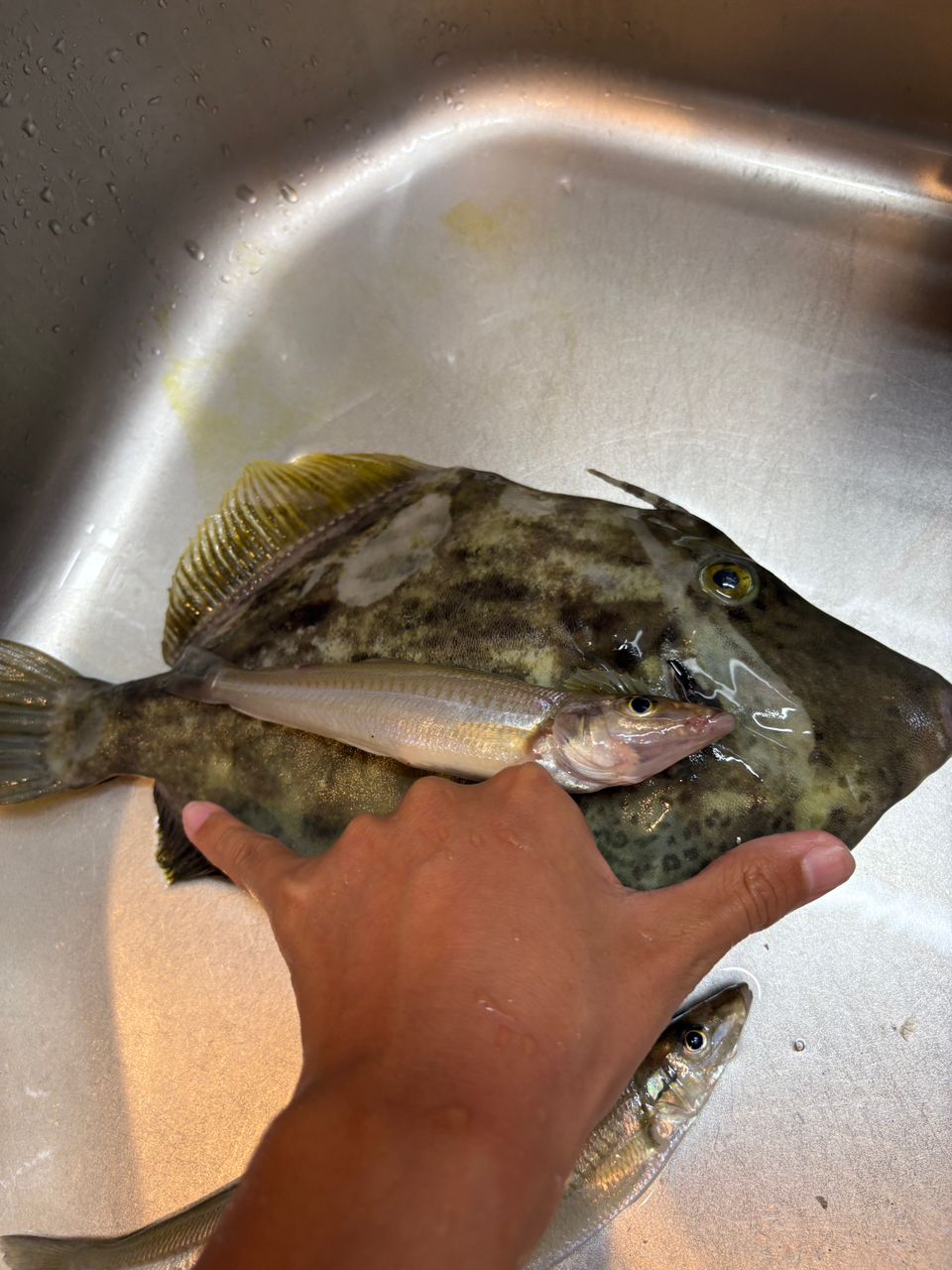 ヒラメさまさんの釣果 1枚目の画像