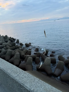 キスの釣果