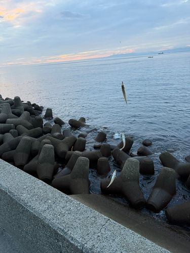 キスの釣果