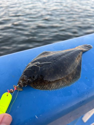 カレイの釣果