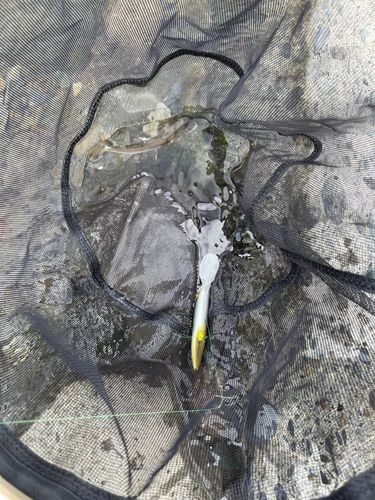アユの釣果
