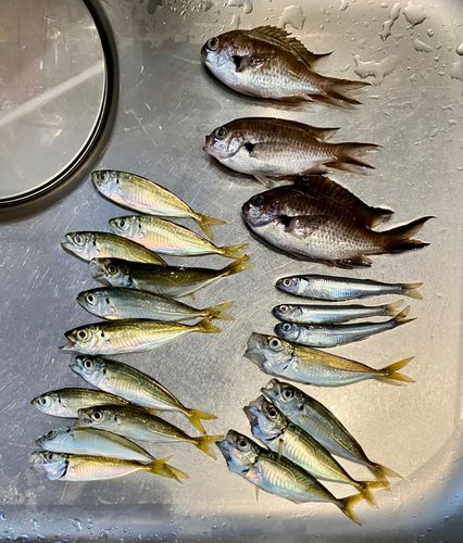 アジの釣果