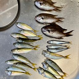 アジ