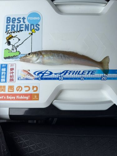 キスの釣果