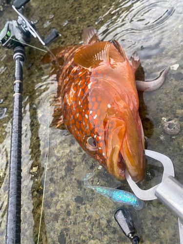 キジハタの釣果