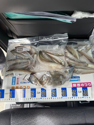 キスの釣果