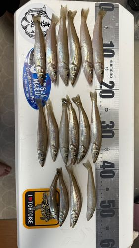 シロギスの釣果