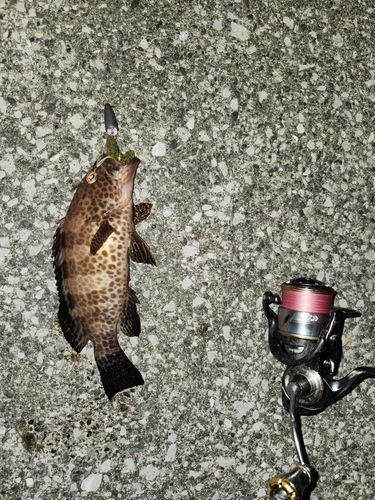 オオモンハタの釣果