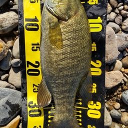 スモールマウスバス