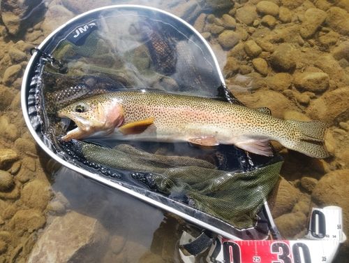 ニジマスの釣果