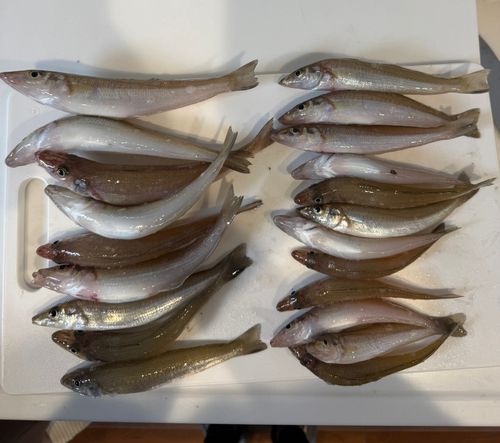 キスの釣果