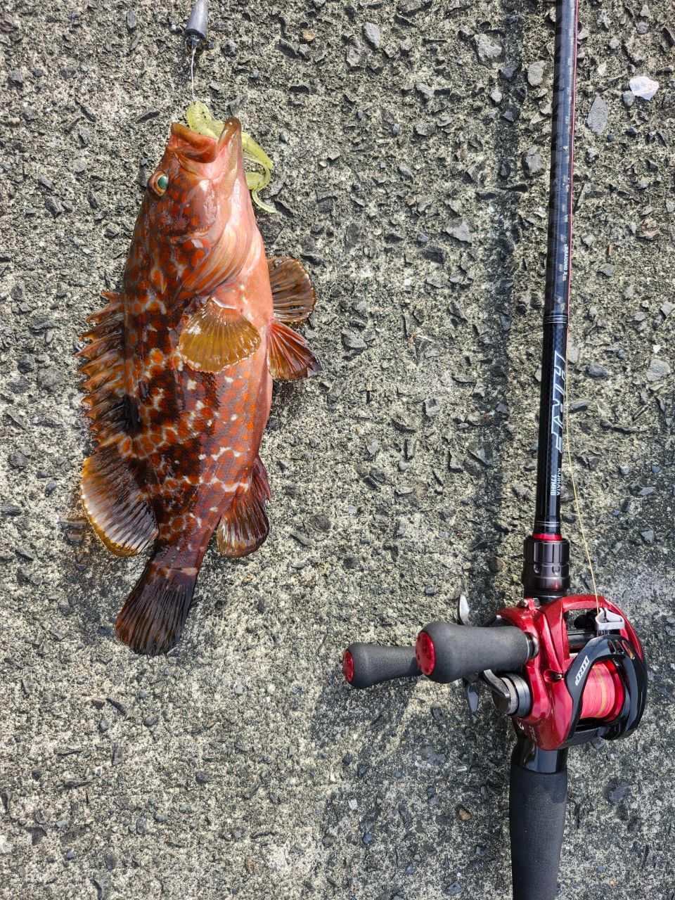 DAIWA 20HRF® PE スペシャル 8.1L-TWの最安値・インプレ・釣果
