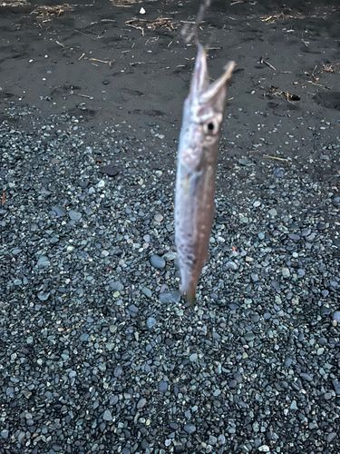 ワカシの釣果