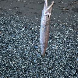 ワカシ