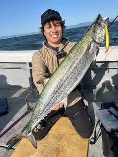 サワラの釣果