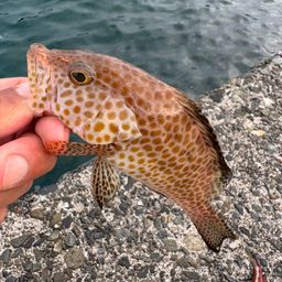 オオモンハタ