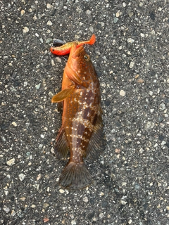 キジハタの釣果