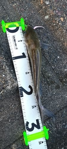 アメリカンキャットフィッシュの釣果