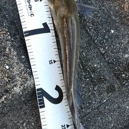 アメリカンキャットフィッシュ