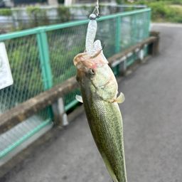 ブラックバス