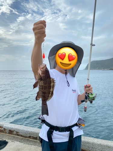 オオモンハタの釣果