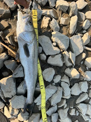 フッコ（タイリクスズキ）の釣果