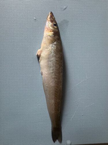 シロギスの釣果