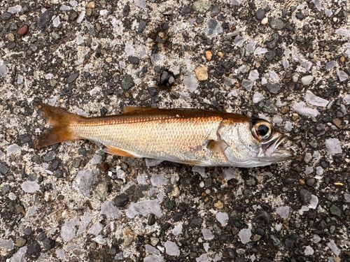 ムツの釣果