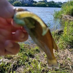 スモールマウスバス