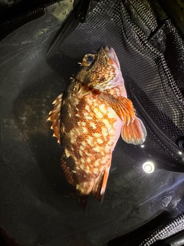 カサゴの釣果