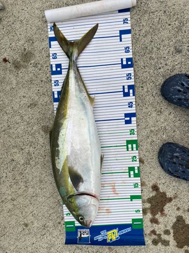 ワラサの釣果