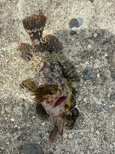 タケノコメバルの釣果