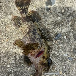 タケノコメバル