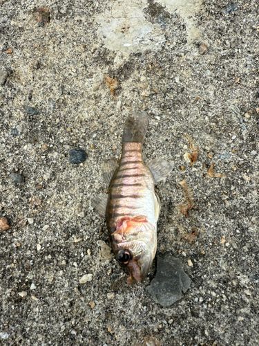 テンジクダイの釣果