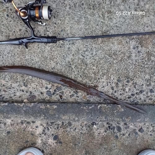 アオヤガラの釣果