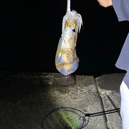 アオリイカ
