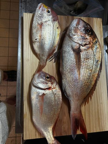 マダイの釣果