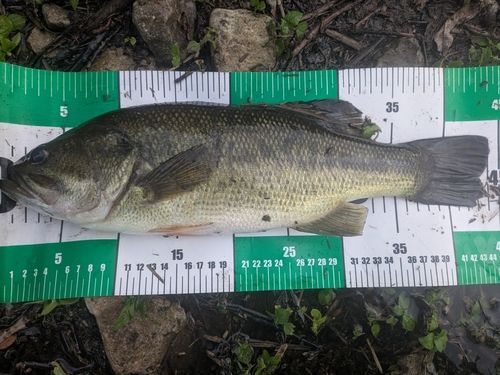 ブラックバスの釣果