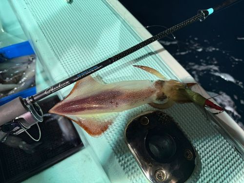 ケンサキイカの釣果